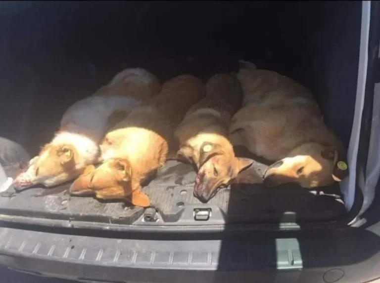 MATANZA DE PERROS EN MARRUECOS Cuatro perros tumbados en el maletero de un coche, descansando juntos.